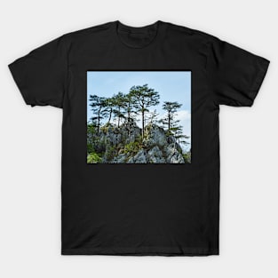 Pinus nigra on mountains peak T-Shirt